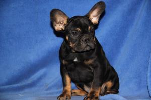 FrenchBulldogpuppiesforsale